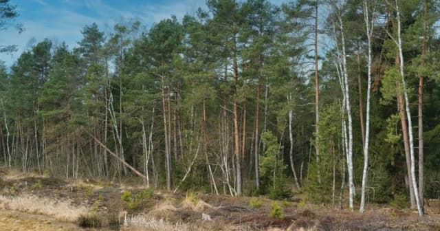 Czy działkę leśną można przekształcić na budowlaną? Poznaj trudności i przepisy Czy działkę leśną można przekształcić na budowlaną? Poznaj trudności i przepisy