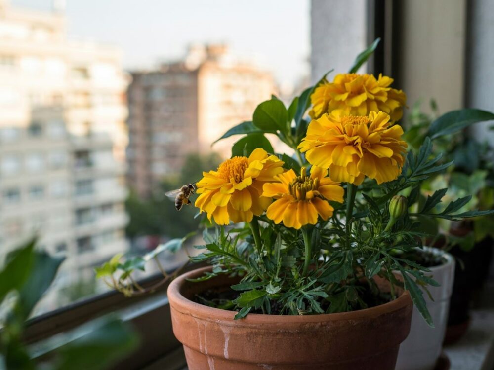 kwiatowy balkon z żółtymi kwiatami