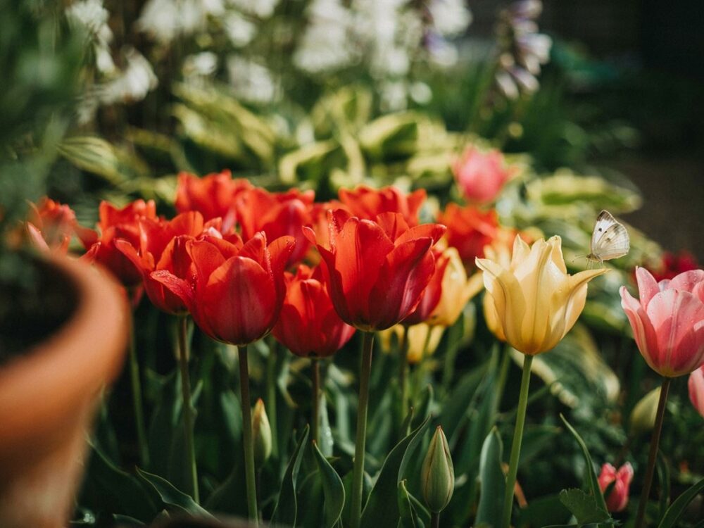 tulipany przy ścieżce ogrodowej