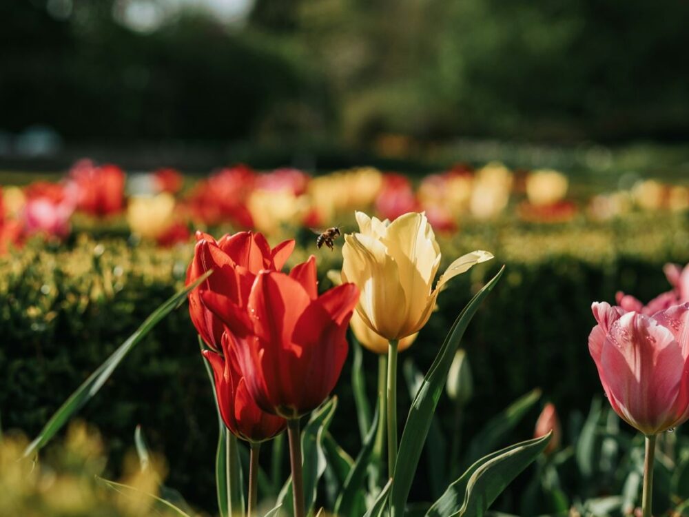 tulipany w ogrodowej aranżacji
